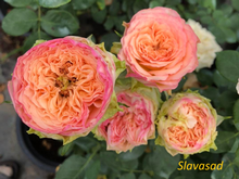 Fleshback Sammerhouse (Флешбек Саммерхаус ) (Мультифлора)